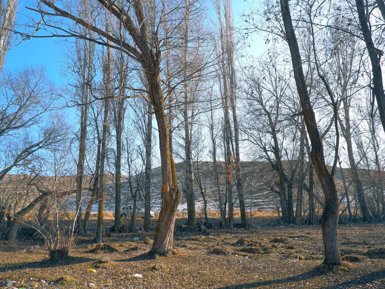 İspir Erzurum konum haritasi