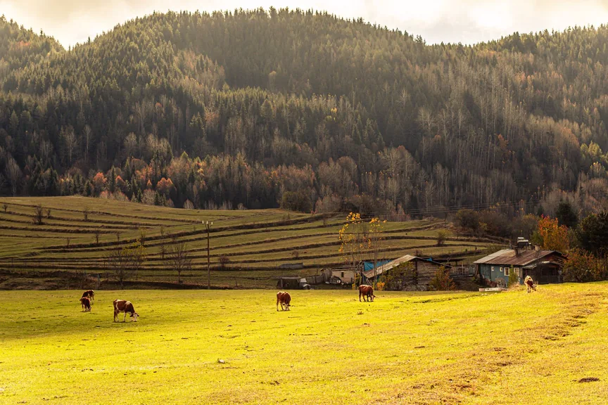 Yenice Karabük konum haritasi