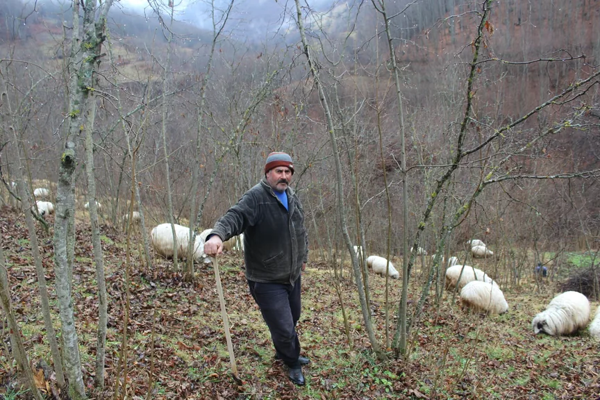 Gülyalı Ordu konum haritasi