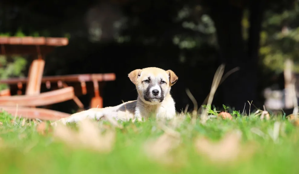 Kangal Sivas konum haritasi