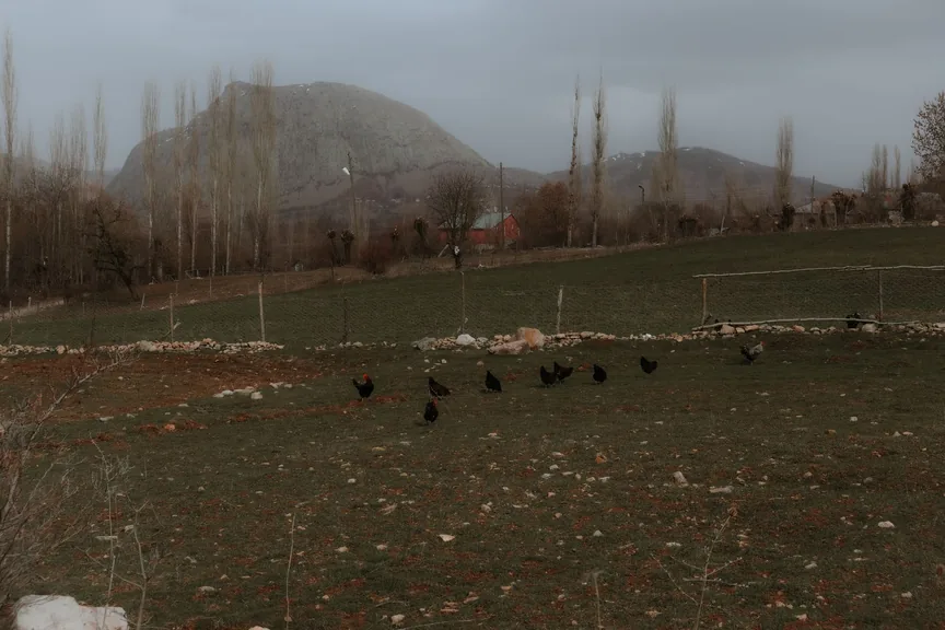 Başçiftlik Tokat konum haritasi