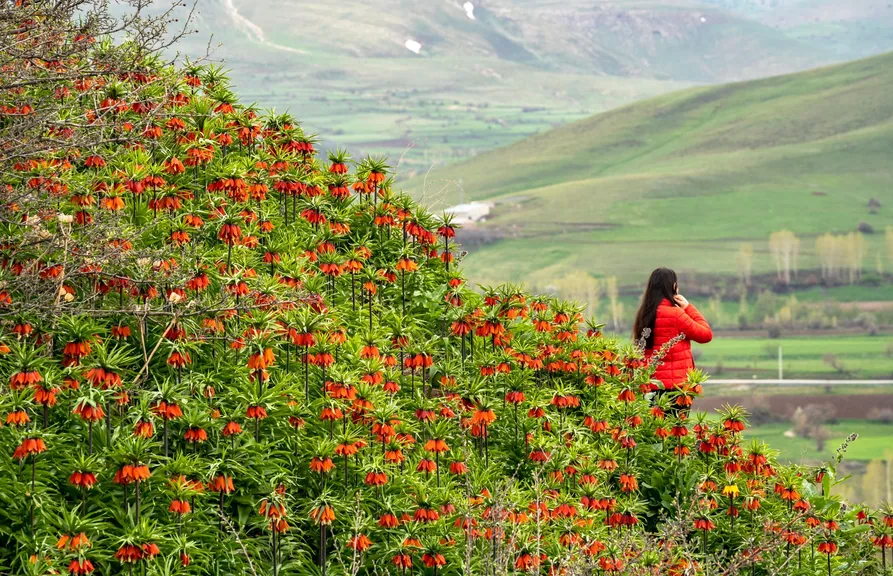 Saray Van konum haritasi