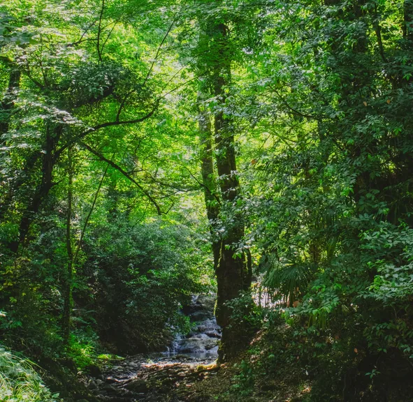 Merkez Yalova konum haritasi